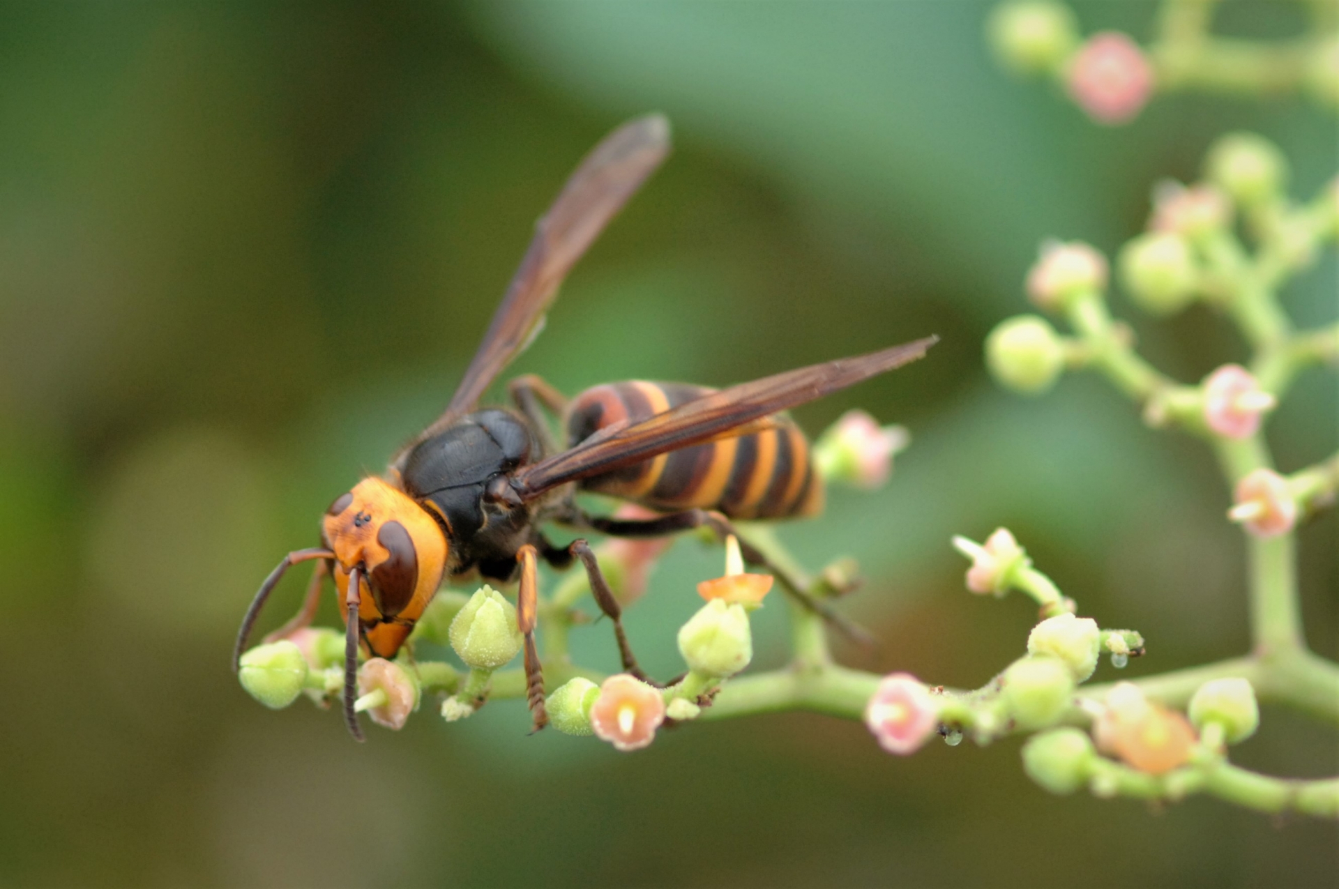 ミツバチの巣は駆除すべき？被害と退治する方法を解説します