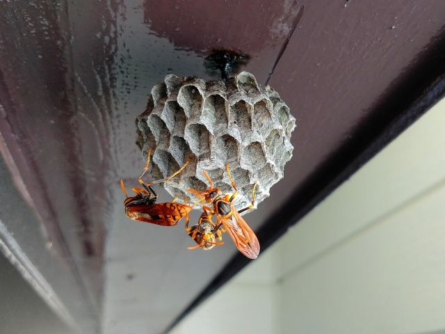 アシナガバチの巣を自分で駆除する方法