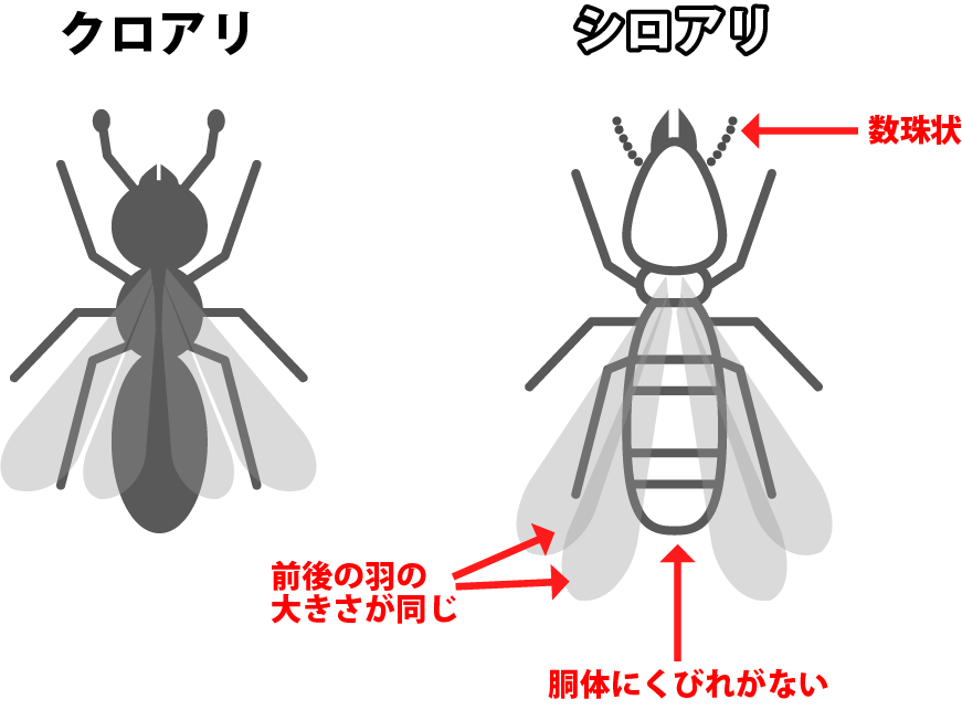 【画像で確認】シロアリとクロアリの見分け方