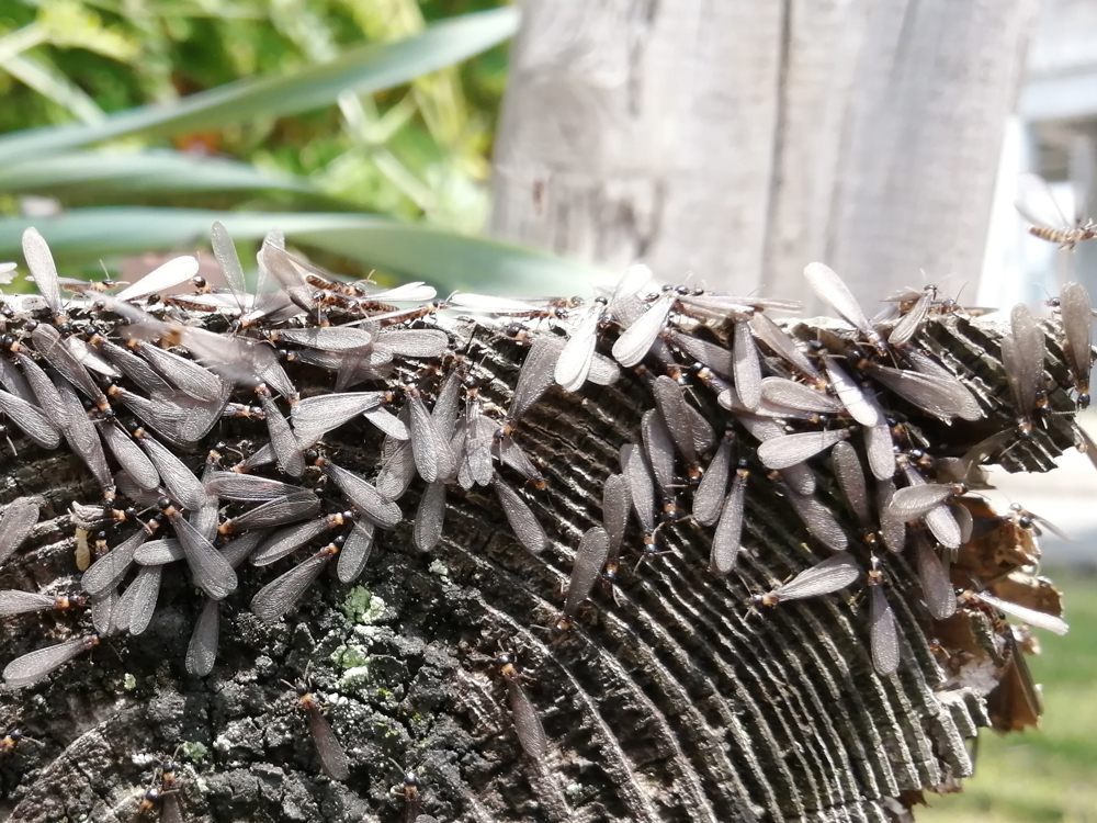 【画像で確認】シロアリとクロアリの見分け方